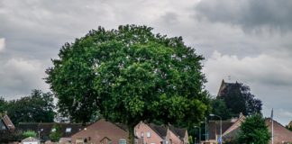 Han Balk Terwolde-Oene-7337