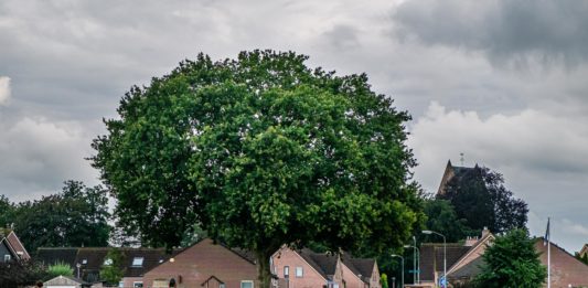 Han Balk Terwolde-Oene-7337